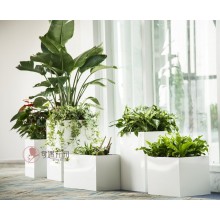 專注室內(nèi)綠植服務(wù)8年，綠植租賃，免費(fèi)養(yǎng)護(hù)，一站式商務(wù)空間